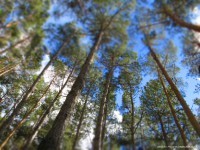 /album/fotogaleria/el-viento-en-el-bosque-jpg/